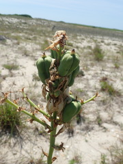 Yucca flaccida