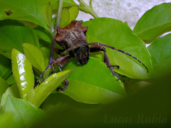 Hypselomus cristatus