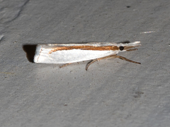 Crambus girardellus