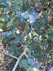 Ceanothus × lorenzenii