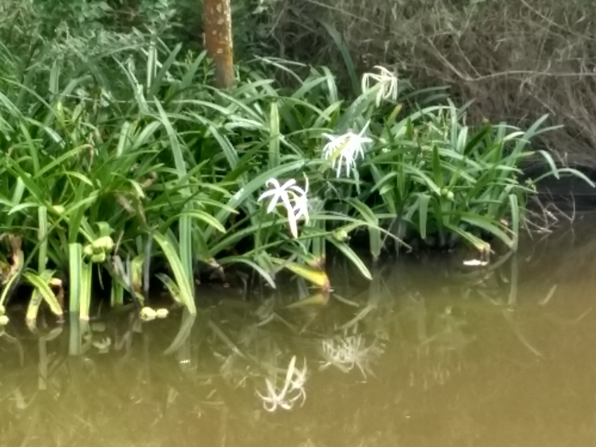 Lirio de Pantano (Crinum americanum) · NaturaLista Colombia