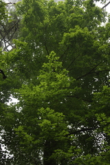 Acer binzayedii
