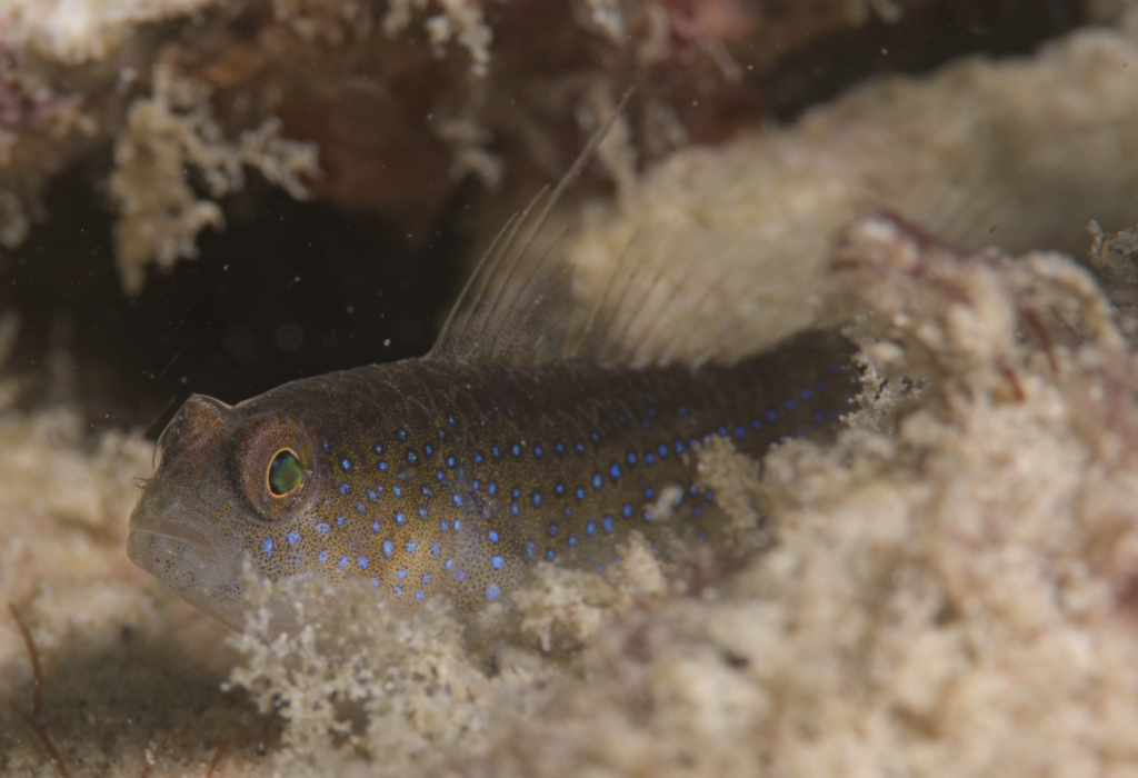 Miller's Damsel