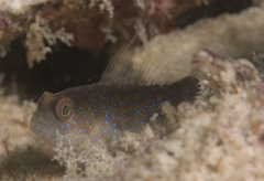 Miller's Damsel photo 1