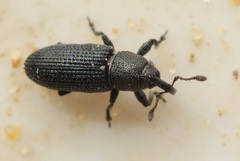 Mecinus heydeni