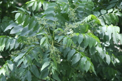 Meliaceae