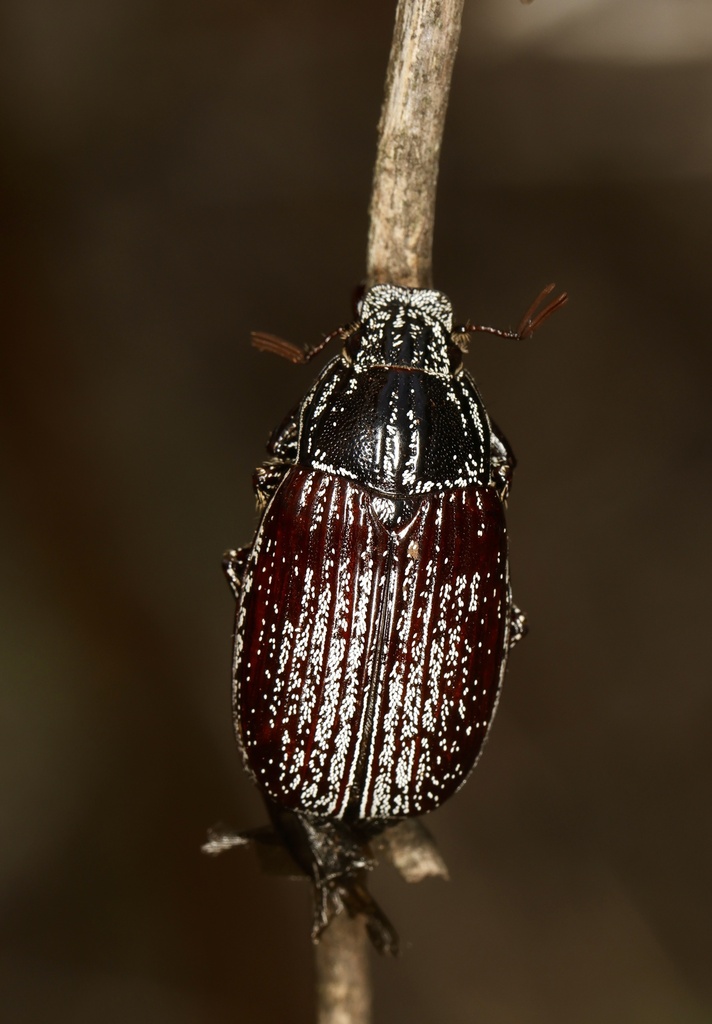 Pyjama Beetles