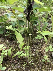 Erigeron lonchophyllus
