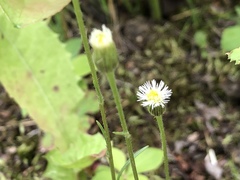 Erigeron lonchophyllus