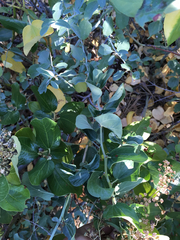 Ceanothus × lorenzenii