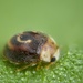 Horseshoe Ladybird - Photo (c) Gilles San Martin, some rights reserved (CC BY-SA), uploaded by Gilles San Martin