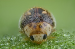 Clitostethus arcuatus