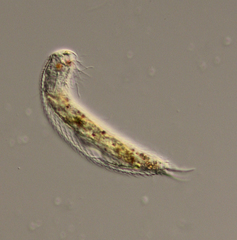 Chaetonotus