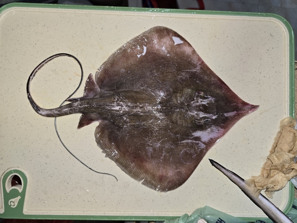Pale-edged stingray (Telatrygon zugei) — Dasyatidae