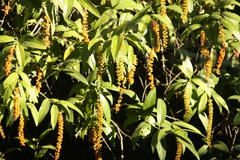 Citharexylum mocinoi