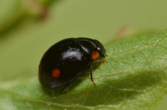 Hyperaspis campestris