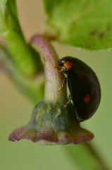 Hyperaspis campestris