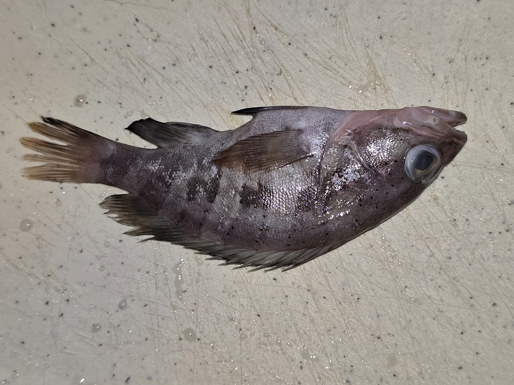 Brokenbar Grouper