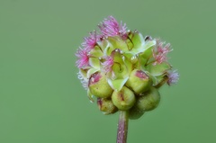 Spialia sertorius