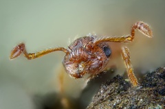Myrmica rugulosa