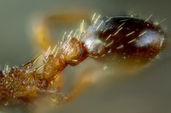 Myrmica rugulosa