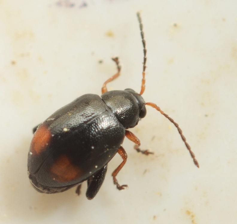 Longitarsus holsaticus
