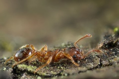 Myrmica rugulosa