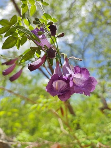Jacaranda jasminoides, photograph 4
