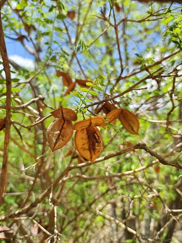 Jacaranda jasminoides, photograph 5