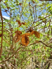 (c) Renato Bandeira, some rights reserved (CC BY) Jacaranda jasminoides, photograph (c) Renato Bandeira, some rights reserved (CC BY)