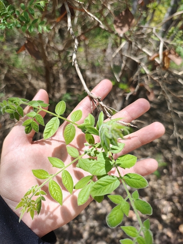 Jacaranda jasminoides, photograph 6
