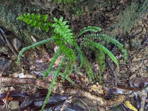 Lindsaea lucida observed 2024-10-26