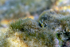 Jugular Blenny photo 3
