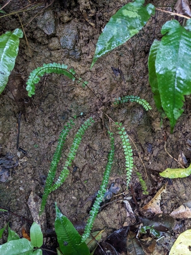 Lindsaea lucida observed 2024-10-26