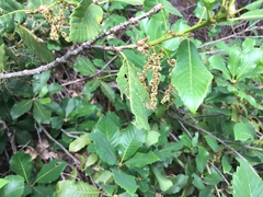 Quercus sadleriana