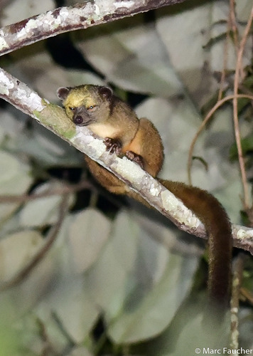 Eastern Lowland Olingo (Bassaricyon alleni) · iNaturalist