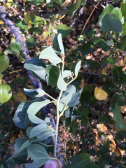 Ceanothus × lorenzenii