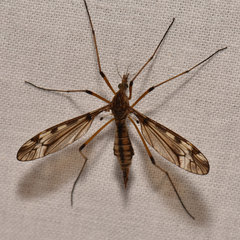Tipula fuliginosa
