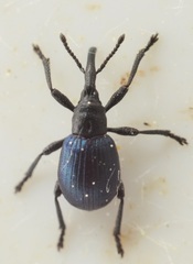 Taphrotopium sulcifrons