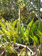 Lucas Rodrigues, CC0, iNaturalist via GBIF Anthurium solitarium, photograph Lucas Rodrigues, CC0, iNaturalist via GBIF