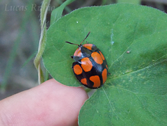 Botanochara octoplagiata
