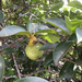 Pond Apple - Photo no rights reserved, uploaded by Alan Weakley