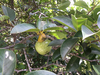 Pond Apple - Photo no rights reserved, uploaded by Alan Weakley