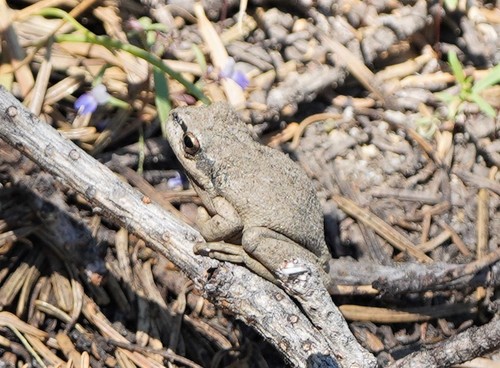 iNaturalist observation photo of Pacific chorus frog