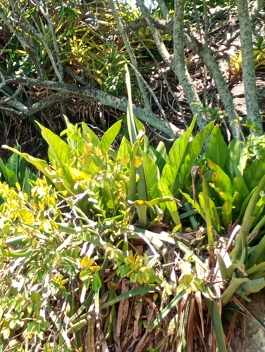 Anthurium solitarium, photograph 6