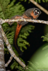 Aotus nigriceps