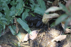 Lithobates psilonota