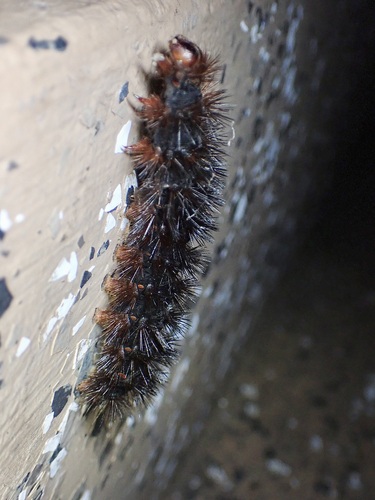 Hypercompe caudata photo 2