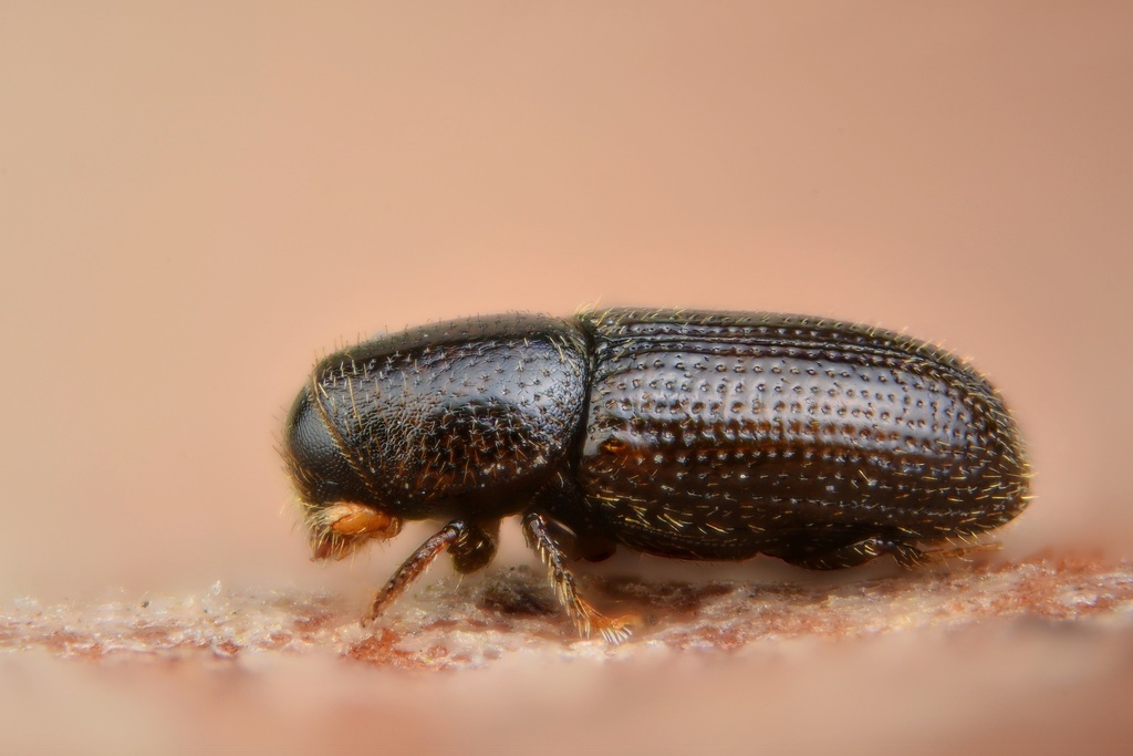 Bark beetle