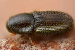 Crypturgus pusillus